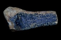 藏品(動物腿骨化石)的圖片